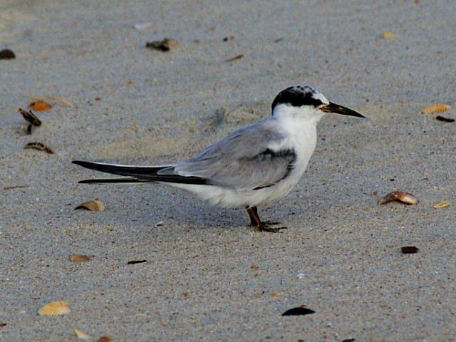Least Terns